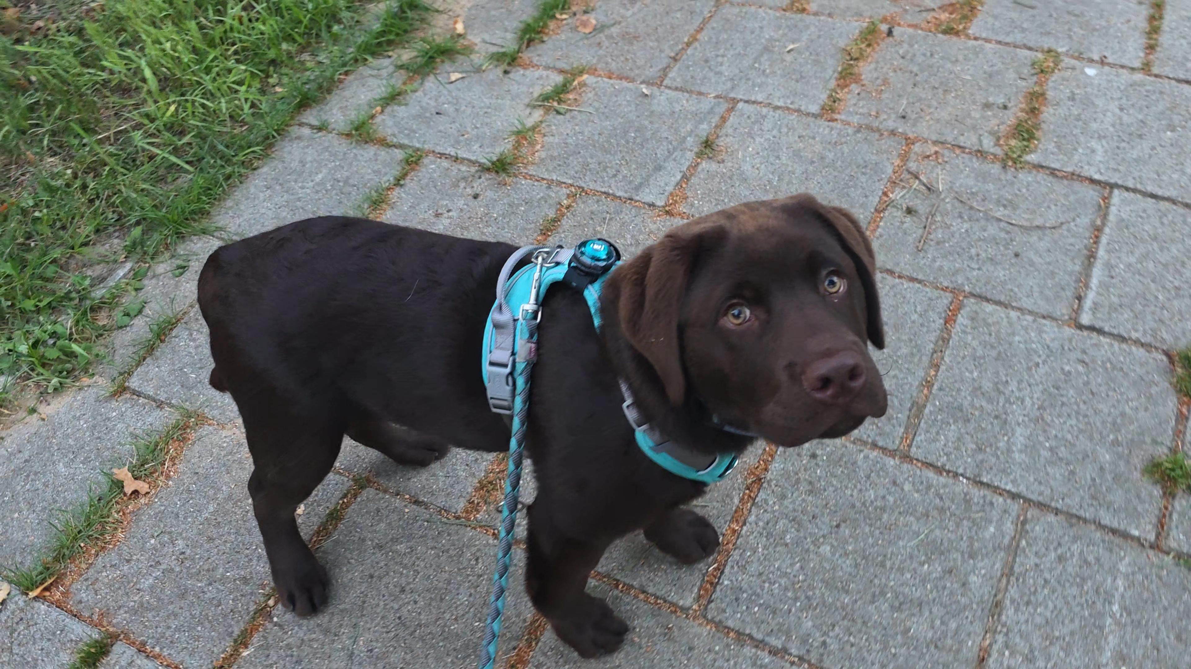 ​A high-angle, full-body shot of Koa, a young chocolate brown Labrador Retriever puppy, standing on a paved gray brick sidewalk during an early morning walk. Koa is looking directly up toward the camera with a sweet, attentive expression, his bright, soulful hazel eyes wide and curious. His soft, dark brown coat looks smooth, and his floppy ears frame his adorable puppy face. He is wearing a vibrant turquoise harness equipped with a small, round black/turquoise safety light on top, and a matching braided blue leash is attached, trailing down towards the ground. The paved path is bordered on the upper left by a patch of green grass and weeds, catching the soft, clear morning light.