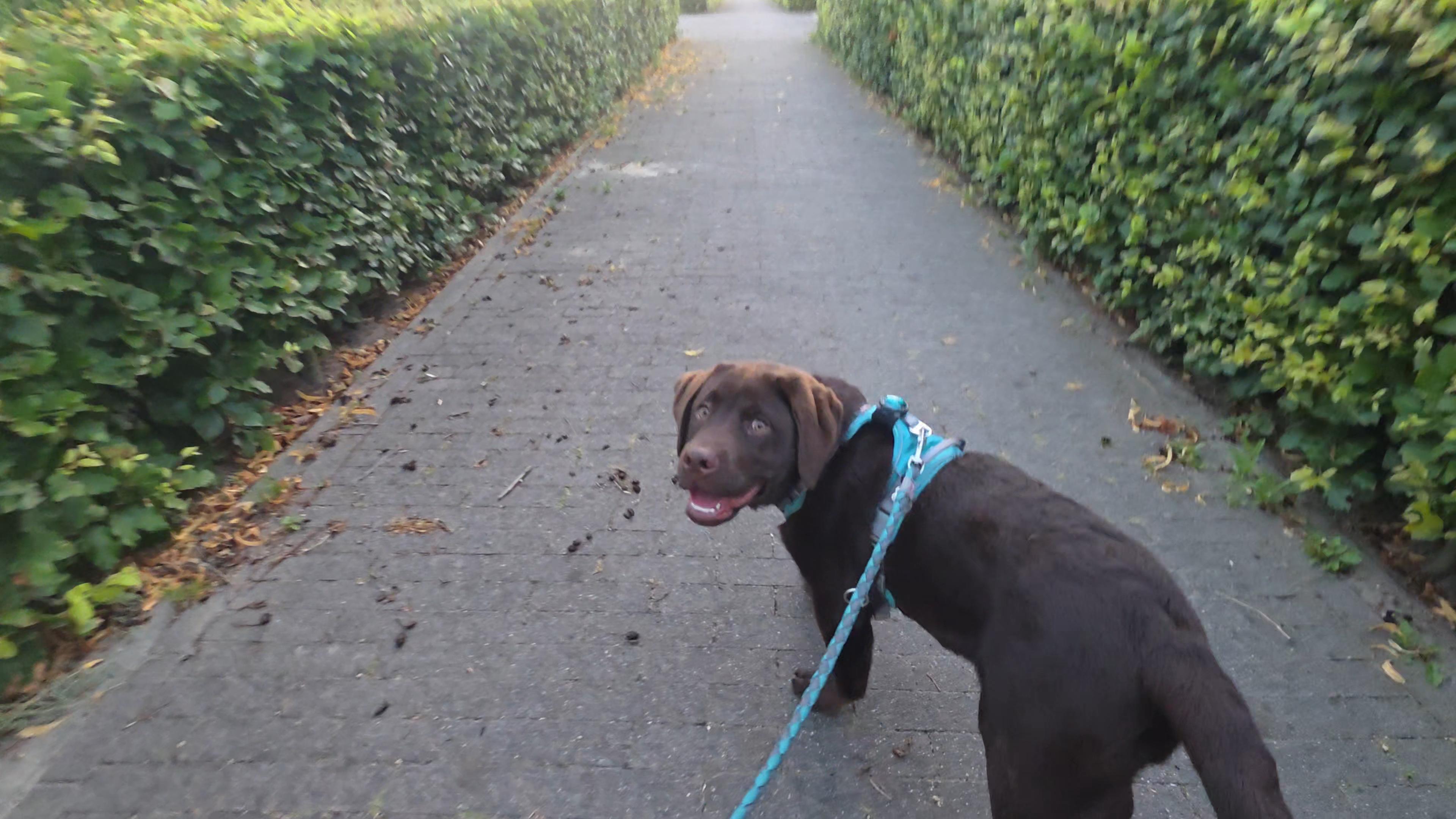 A sweet, and loving shot of Koa, a young chocolate brown Labrador Retriever puppy, joyfully looking back during an early morning walk. Positioned in the lower center of the frame, Koa turns his head over his shoulder to smile warmly at the camera, his mouth slightly open in a happy puppy grin that reveals his pink tongue. His rich, dark brown coat gleams softly under the morning sky. He wears his bright turquoise harness, with a matching blue braided leash extending forward towards the viewer. They are traveling down a long, straight brick-paved path that stretches into the distance, perfectly framed on both sides by tall, lush green hedges. The soft, gentle light of the early morning illuminates the scene, capturing a beautiful moment of pure happiness and adventurous companionship.