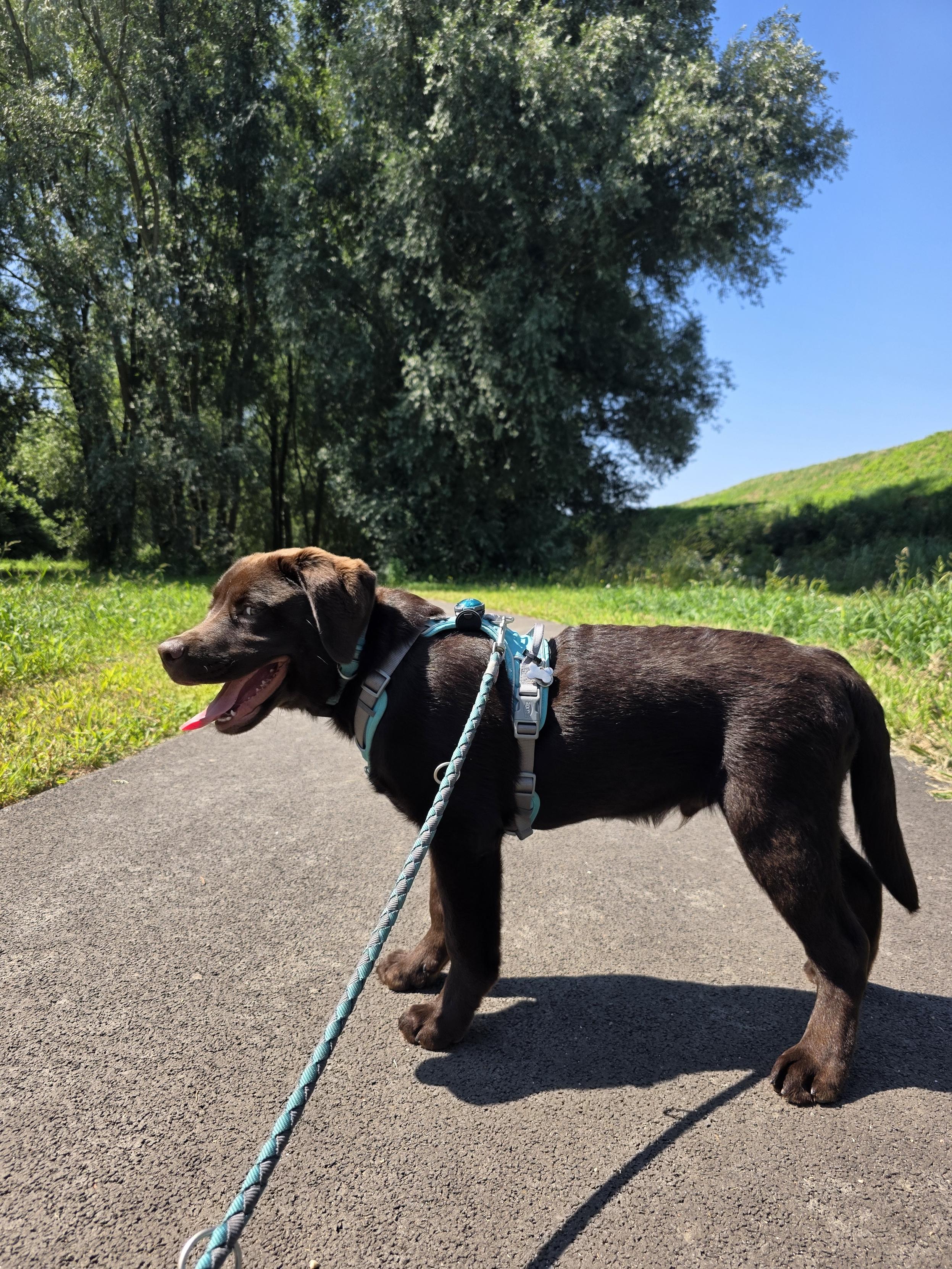 A full side-profile, vertical shot captures Koa, a handsome chocolate brown Labrador Retriever puppy, standing proudly on a paved path during an early afternoon walk. He is facing to the left, his mouth wide open in a happy, panting smile with his pink tongue out. He wears a light turquoise blue harness with gray trim, and a braided teal and gray leash extends down toward the bottom left corner. The bright afternoon sun illuminates his rich brown coat and casts his shadow onto the gray asphalt. In the background, large, lush green trees stand tall against a beautiful, clear blue sky, with a grassy hill rising to the right.