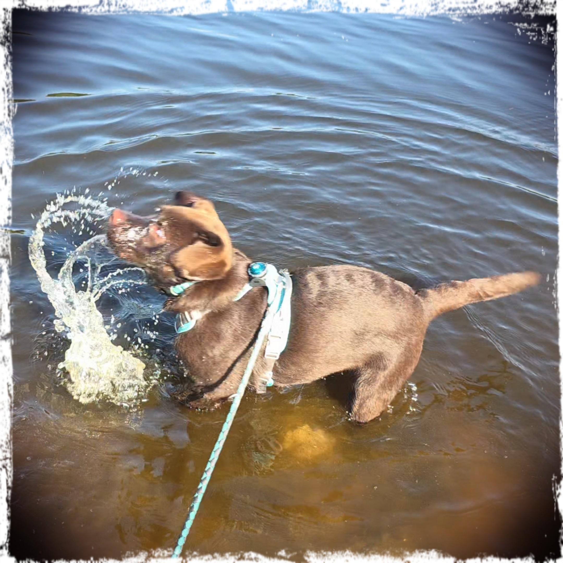 An edited square photograph with a stylized, distressed white border, capturing a pure moment of puppy joy at the Hatertse Vennen. Koa, a handsome, young chocolate brown Labrador Retriever, stands chest-deep in the shimmering water, wearing his light blue harness and leash. His fur looks beautifully rich against the ripples. Caught in mid-action, Koa is enthusiastically shaking his head or splashing, sending a dramatic, glistening arc of water droplets flying into the air right in front of his snout. The water transitions from a bright, clear amber near the sandy bottom to a deep, cool blue in the background under the bright sunlight. It's an accurate depiction of pure, unadulterated canine happiness, proving that water and a fabulous pup are the ultimate recipe for fun.
