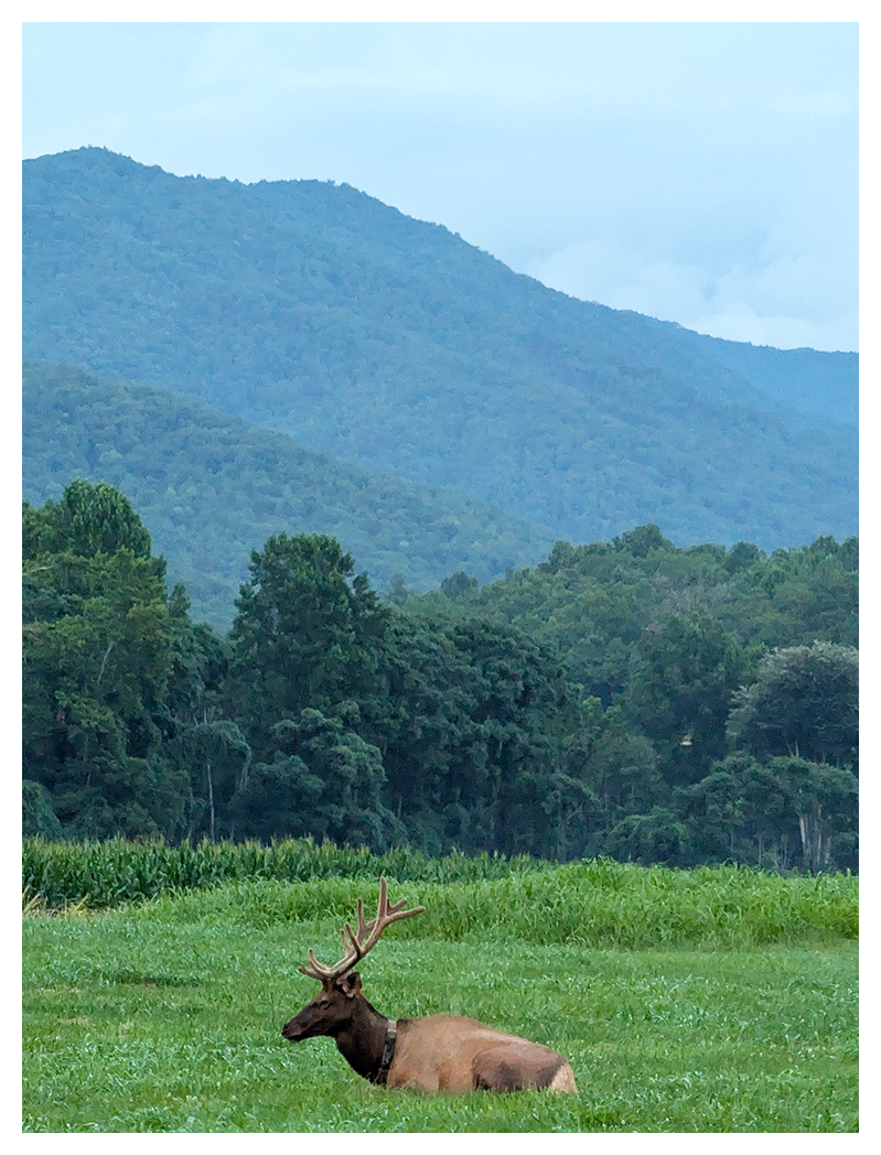 an elk with large antlers rests in a grassy field in the foreground with corn growing at the back edge. a line of trees in the mid distance with two, wooded mountain peaks in the background under a partly cloudy sky in early evening.