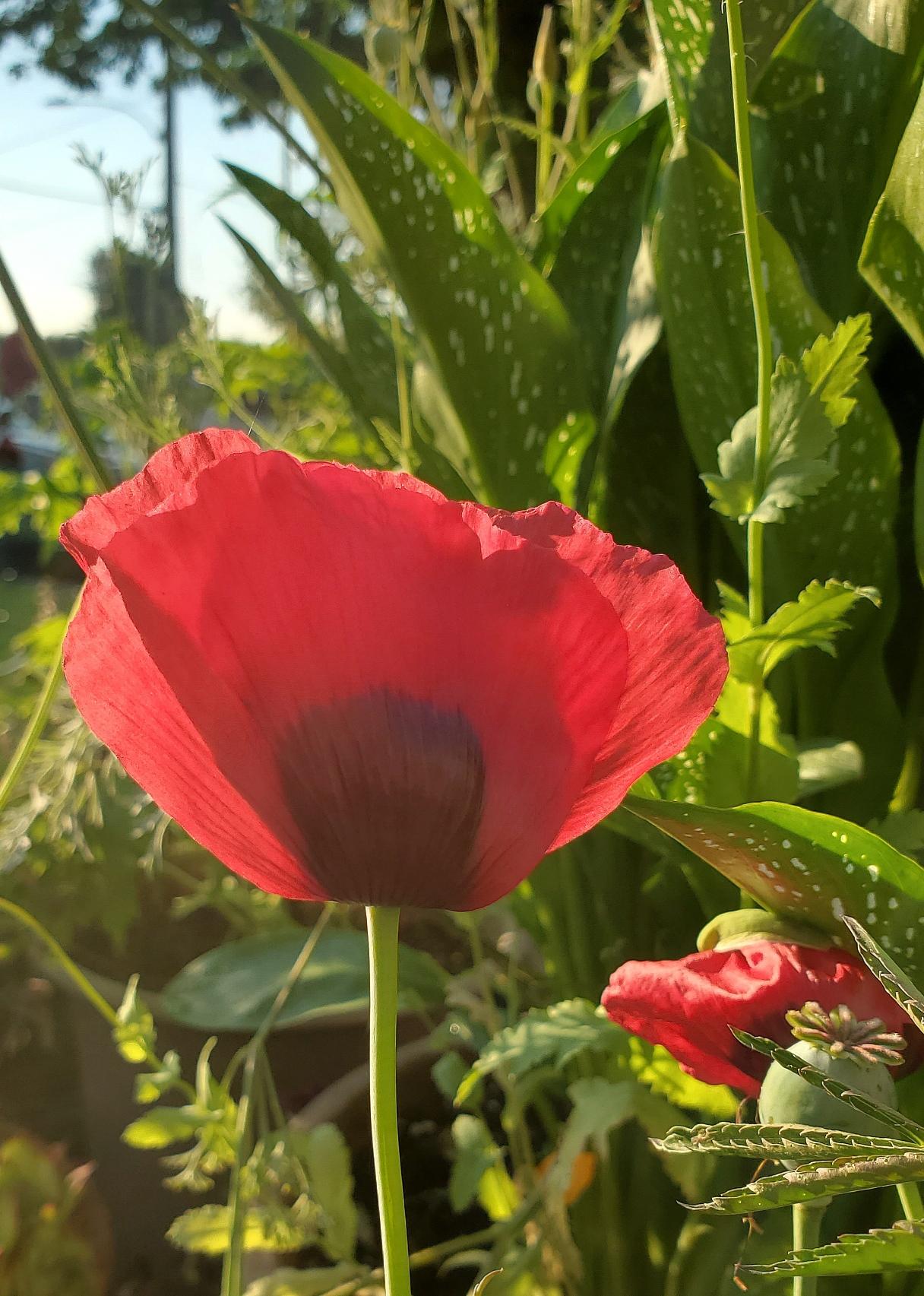 A vibrant red poppy flower with a dark center dominates the foreground, its delicate petals catching the sunlight. Lush green calla lily foliage, with white speckled patterns, in the background. Another unfurled red poppy bud and a developing seed pod are visible to the right.