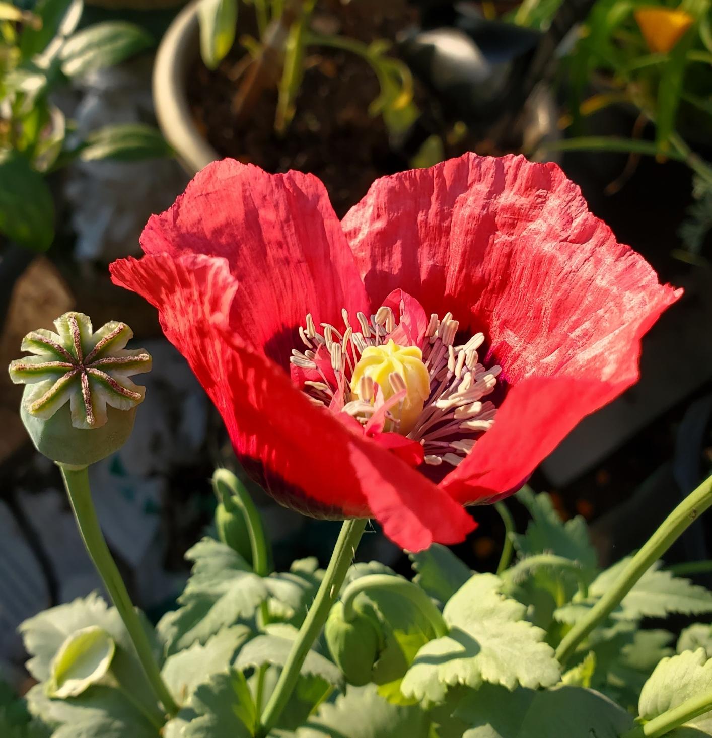 Close-up of a vibrant red opium poppy flower with delicate petals and a yellow center, beside a developing green seed pod with a star-shaped top.