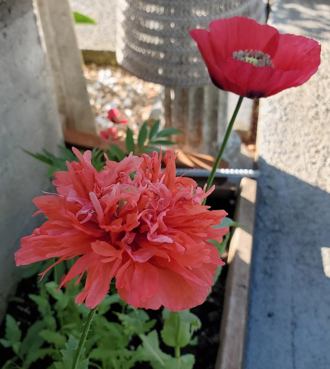 A fluffy coral-pink poppy in the foreground with a red poppy in the blurred background.