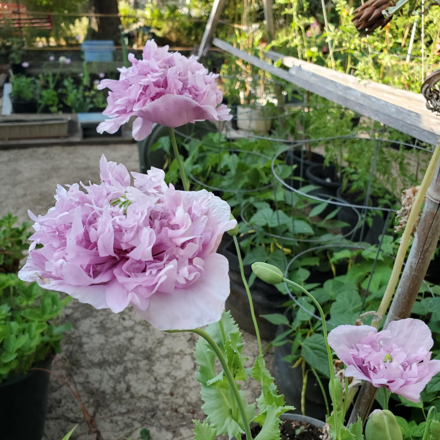 Close-up of three delicate pale lavender double-petaled poppy flowers with ruffled petals, blooming among green foliage and our backyard gardens background.