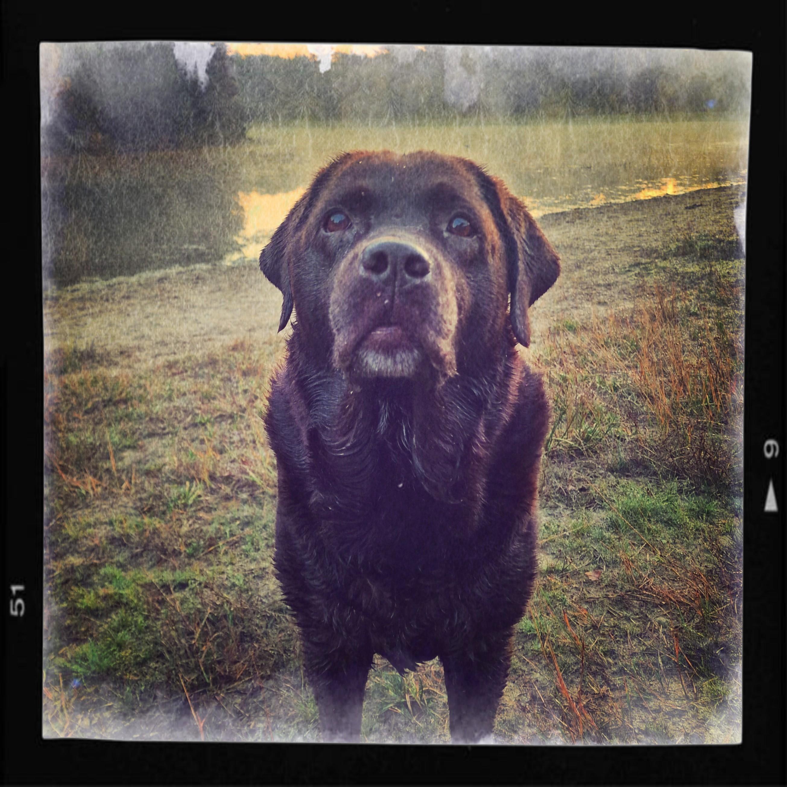 An emotional and deeply loving portrait of Arwen, a beautiful and gentle chocolate Labrador Retriever with soul-stirring, wise eyes. She stands gracefully at the center of the frame, looking directly forward with an expression full of pure devotion and tenderness. Her rich, dark chocolate coat is beautifully textured, featuring a touch of distinguished silver graying around her chin and muzzle, reflecting a long life filled with love.
Arwen is captured outdoors on a quiet, grassy bank beside a serene lake, which softly reflects the warm, golden light of a sunrise or sunset in the background. The edited photograph is styled with a nostalgic, distressed film overlay, giving it a soft, textured appearance with faded edges that evoke a sense of timeless warmth and memory. The entire image is cradled within a thick black film negative border, complete with vintage frame numbers "51" and "9." It is a deeply touching tribute, capturing the eternal, loving spirit of a cherished companion who remains profoundly missed.