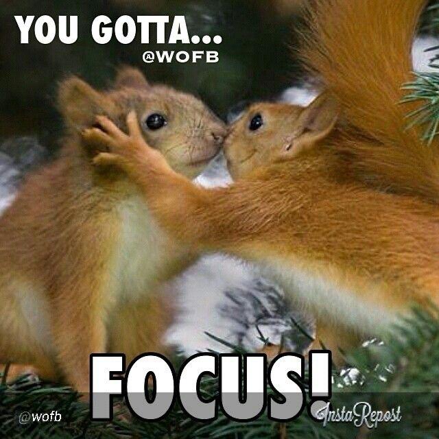 Picture two red squirrels in a fir tree facing each other their noses touching.
The squirrel on the right is placing their left paw on the face of the squirrel on the left.
The caption reads: “You gotta focus!”
Credit @WOFB