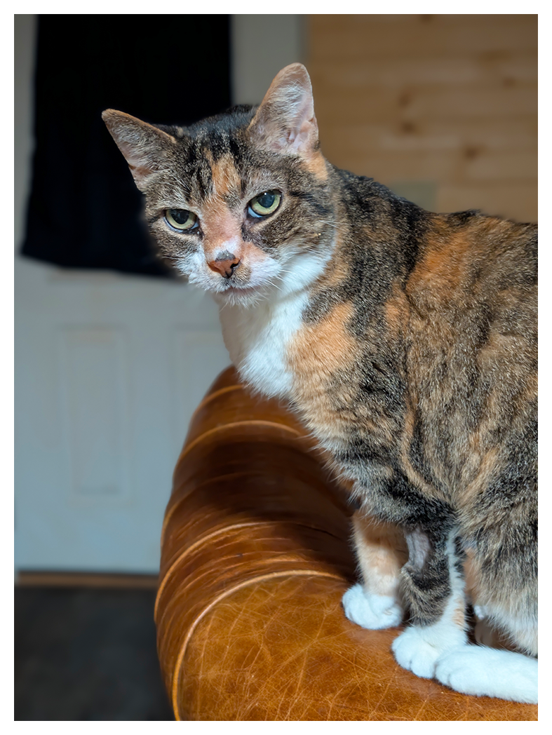 A calico cat with green eyes and white marking stands on the edge of a brown leather couch, making eye contact. the background features a white door and wood-paneled wall, softly blurred,