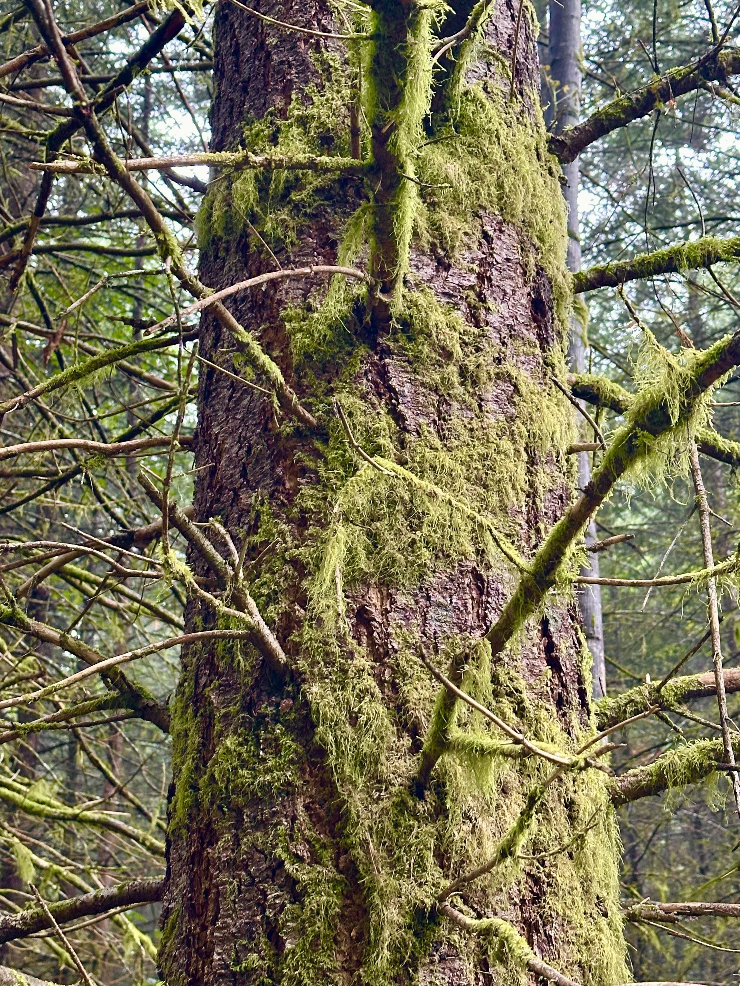 A robust tall tree in the forest has fuzzy furry moss wrapping its trunk in swirly patches, and more fully around its branches.