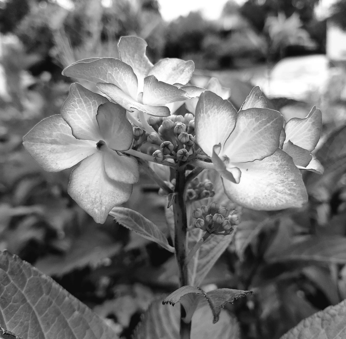Black and white close-up of a blooming lacecap hydrangea flower with delicate petals and clusters of buds on a stem, surrounded by blurred green foliage.