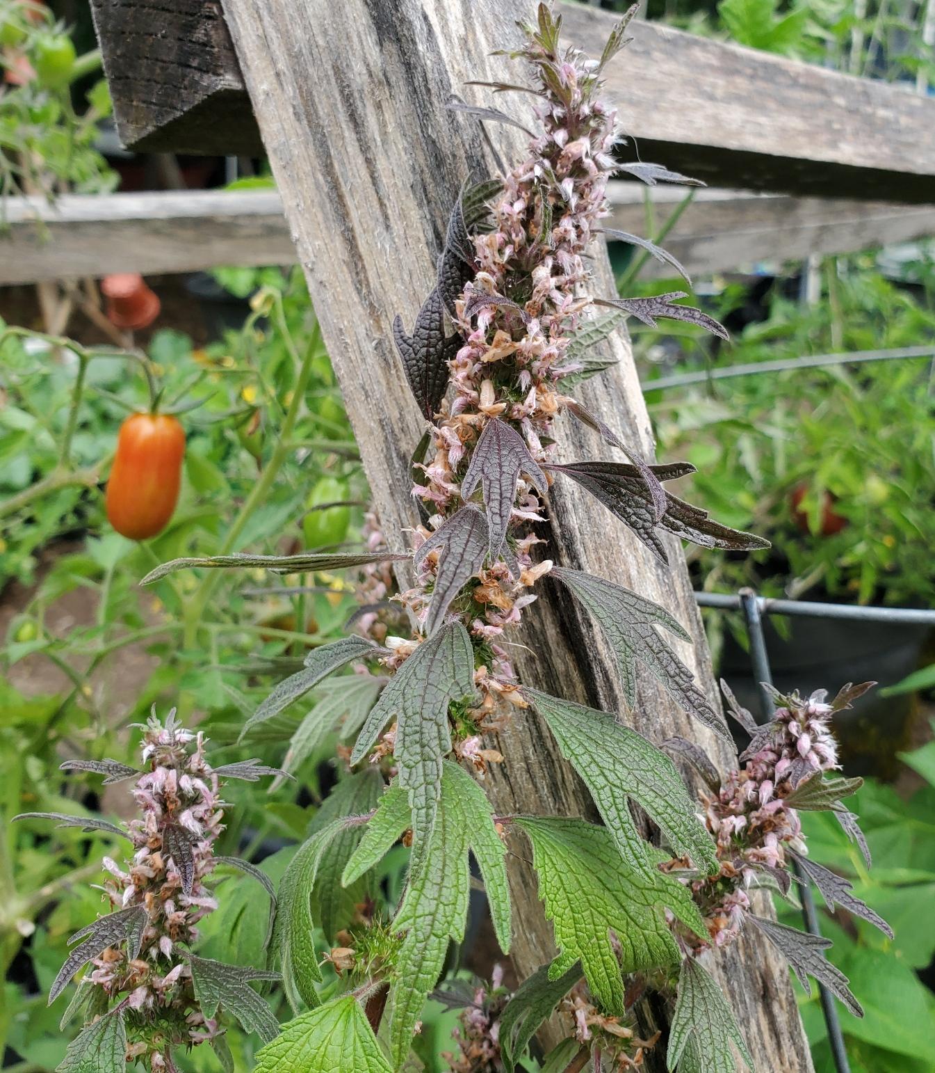 A tall motherwort plant with spiky clusters of small pinkish-white flowers and dark, serrated leaves, growing against a rough wooden support in our backyard garden with a ripe tomato visible in the blurred background.