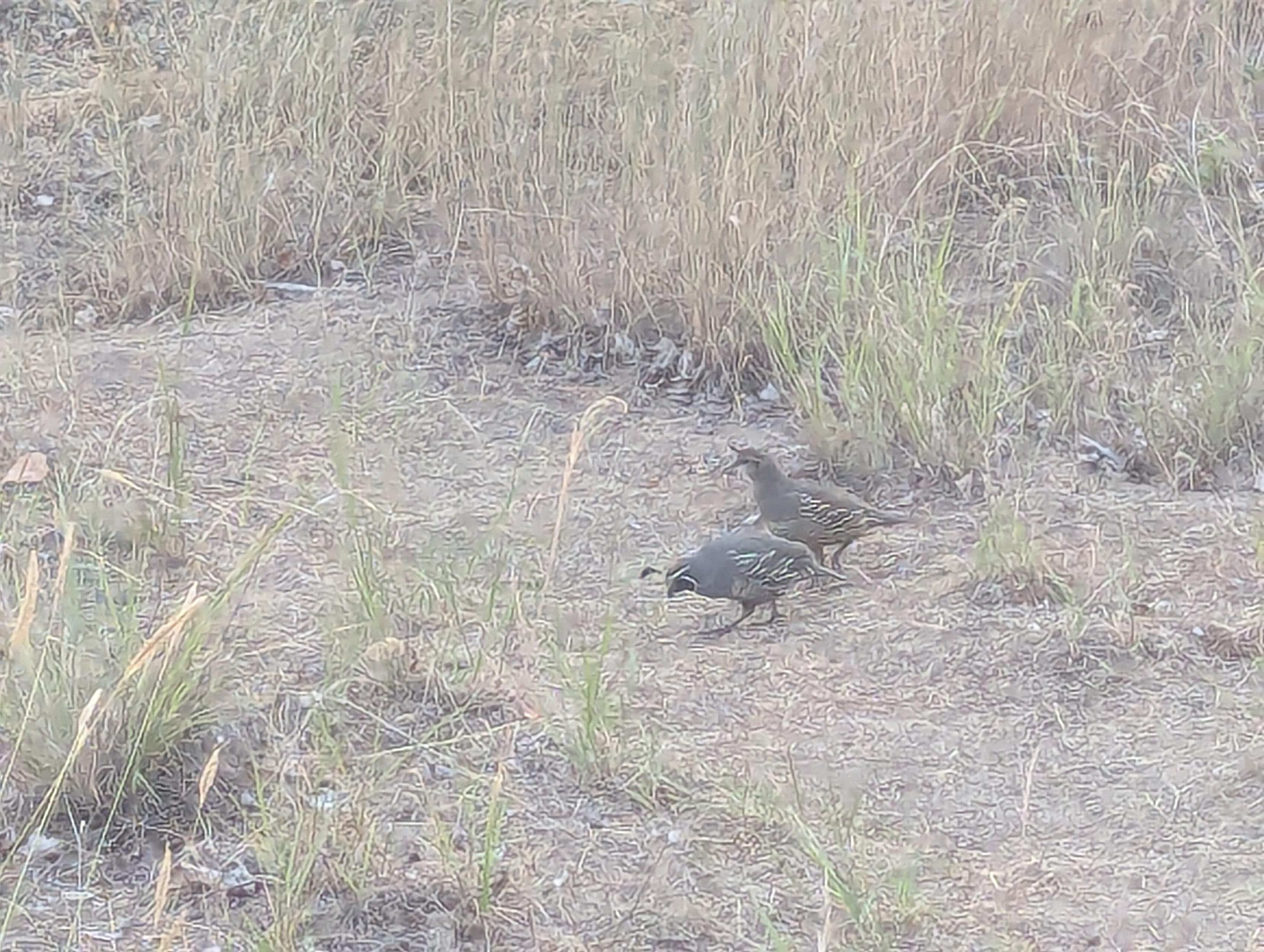 A pair of California quail in sparse grass. The male (front) has a long plume coming out of the top of its head and a black face. The female has a short stubby plume. They're brown-grey with lines where their wing feathers are.