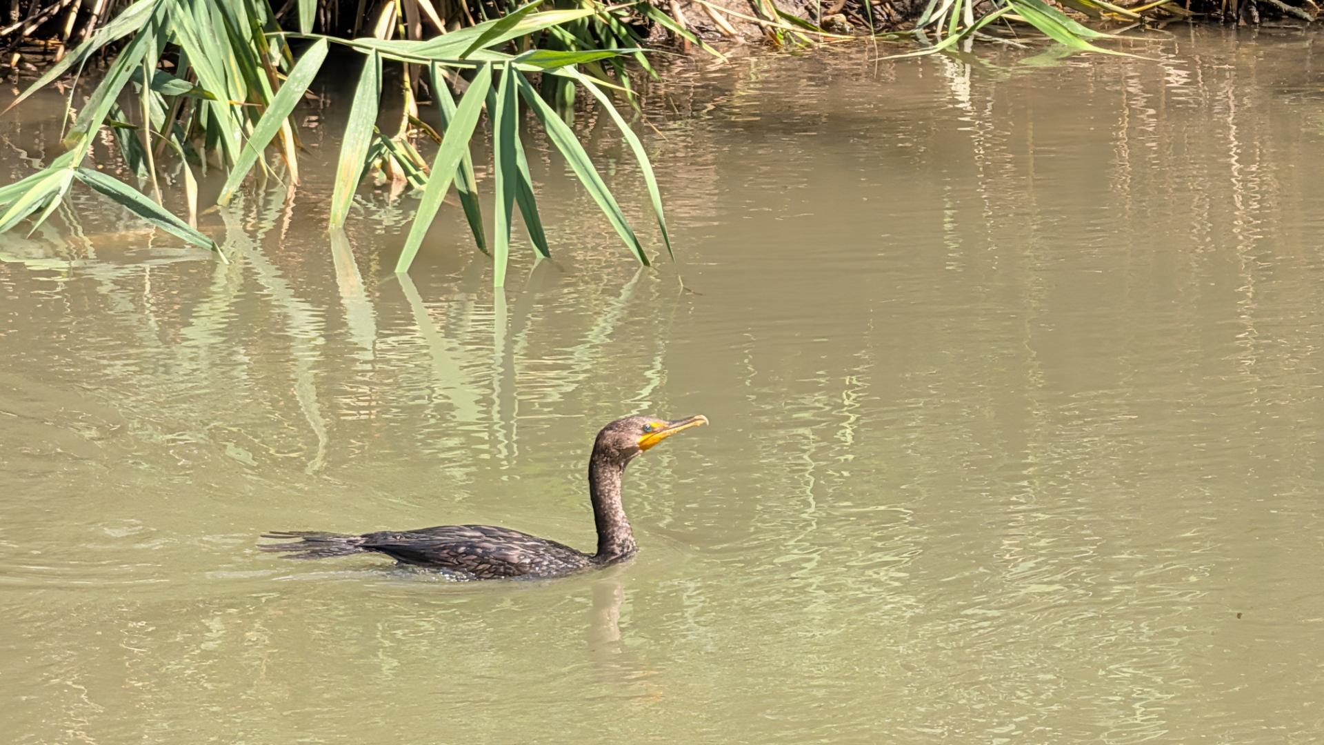 A neotripic cormorant (Nannopterum brasilianum) glides along the surface of the Jordan River in Murray, Utah. The small, slender fishing bird has a dappled look from the pattern of white on dark grey feathers, with an elongated orange beak and bright green eyes. The river has a deep green color, with leaves from shore vegetation in the background. Photo taken on my phone by Michael Farnsworth.
