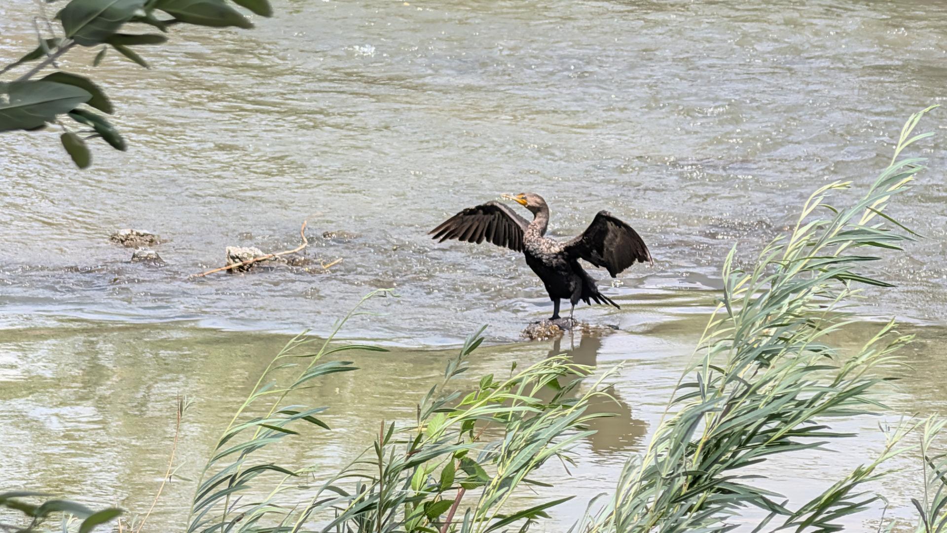A neotripic cormorant (Nannopterum brasilianum) stands on a rock, drying their feathers. in the middle of the Jordan River in Murray, Utah. The small, slender fishing bird has a dappled look from the pattern of white on dark grey feathers, with an elongated orange beak and bright green eyes. Their body is dark, with a long neck that is much lighter grey, and wings are spread out as they dry their feathers off. The river has a deep green color, with shore vegetation in the foreground. Photo taken by me (as all are, unless noted).
