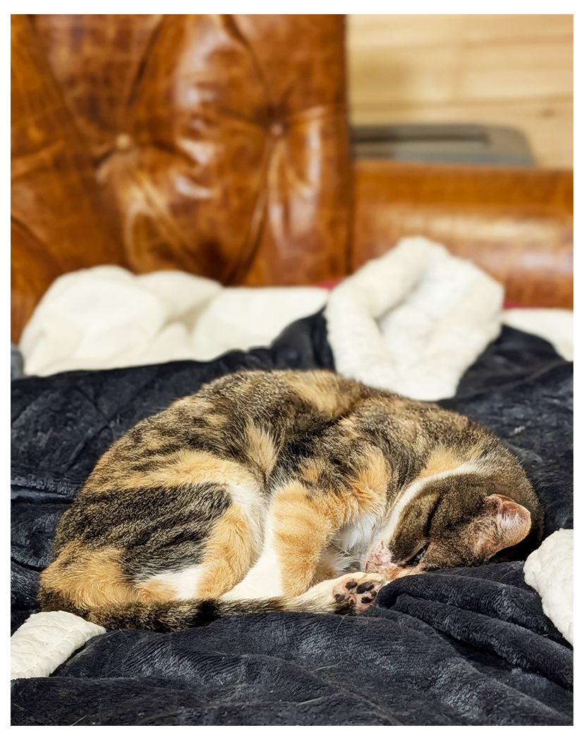 a calico cat with white markings sleeps curled up on a soft, dark blue blanket draped a brother leather-like couch seats.cat is asleep.