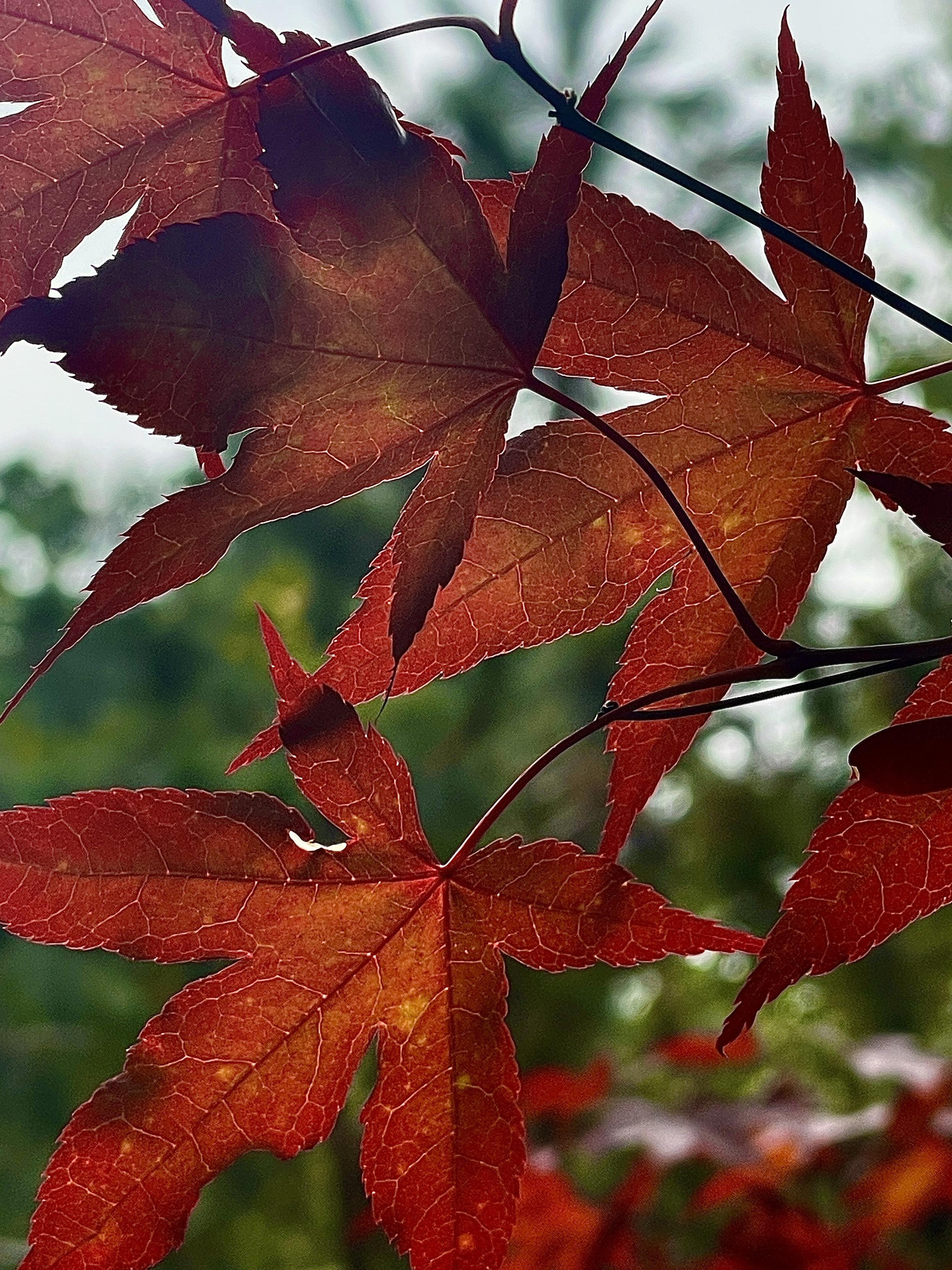 Looking toward the sky through red maple leaves that are lit by the sun. A fir tree is out of focus in the background.