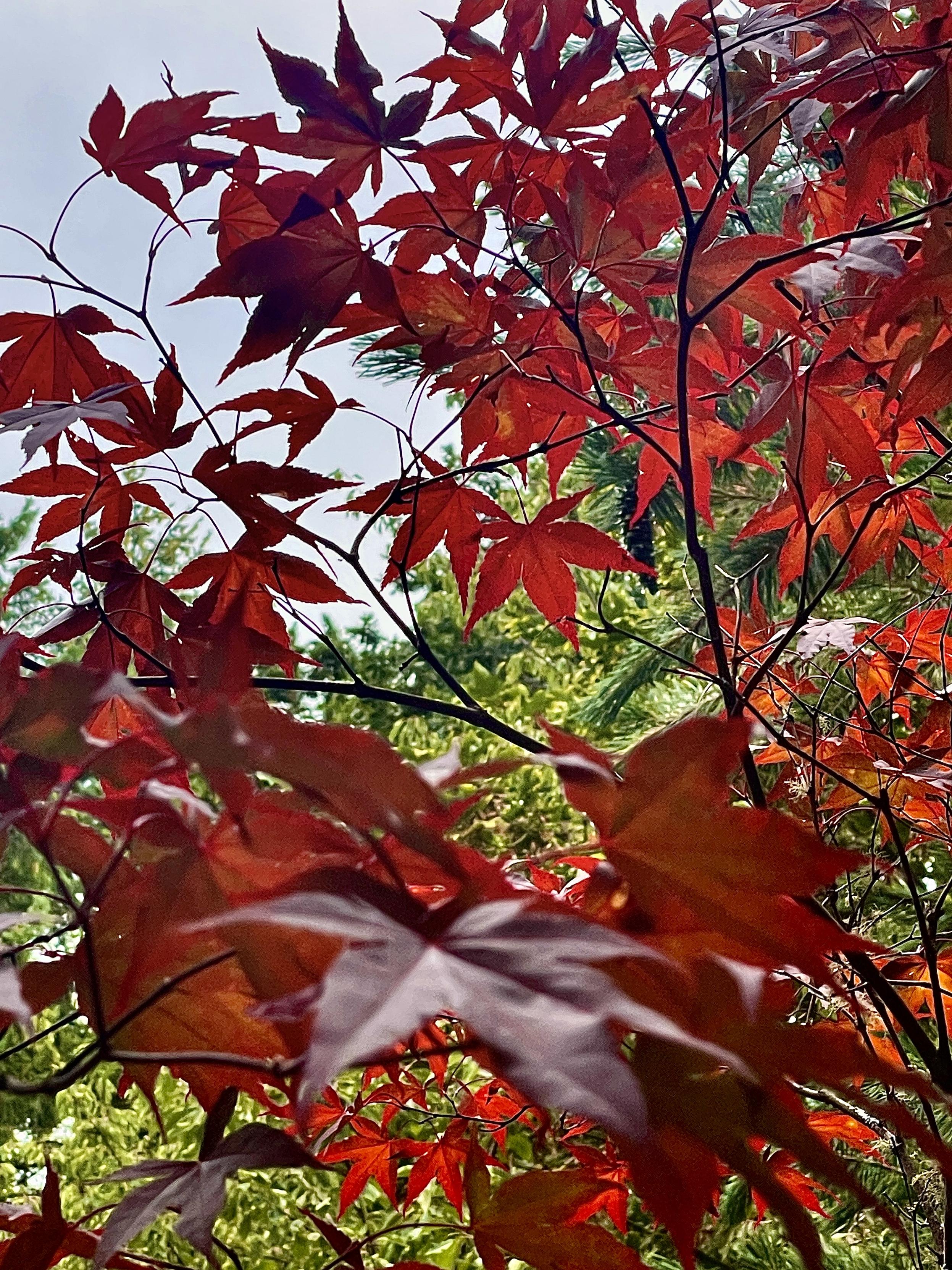 Looking toward the sky through red maple leaves that are lit by the sun. A fir tree is out of focus in the background. The upper left is a light blue sky through thin, high clouds.