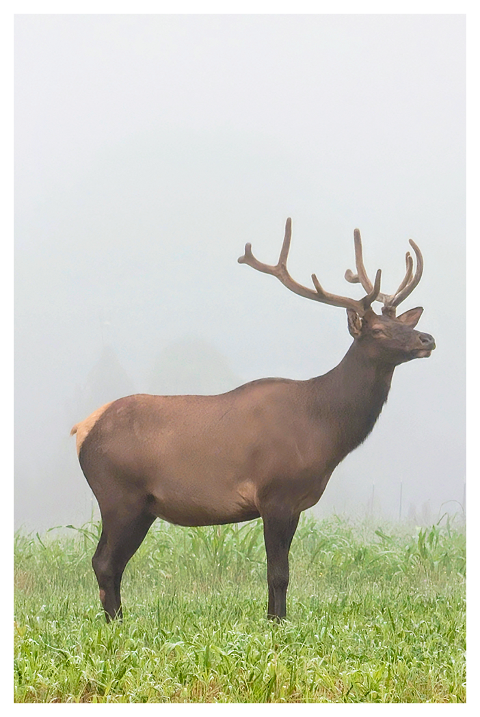 An elk with large antlers stands alert on green grass in a foggy landscape. The elk’s body and antlers are clearly visible, while the background is obscured by thick mist