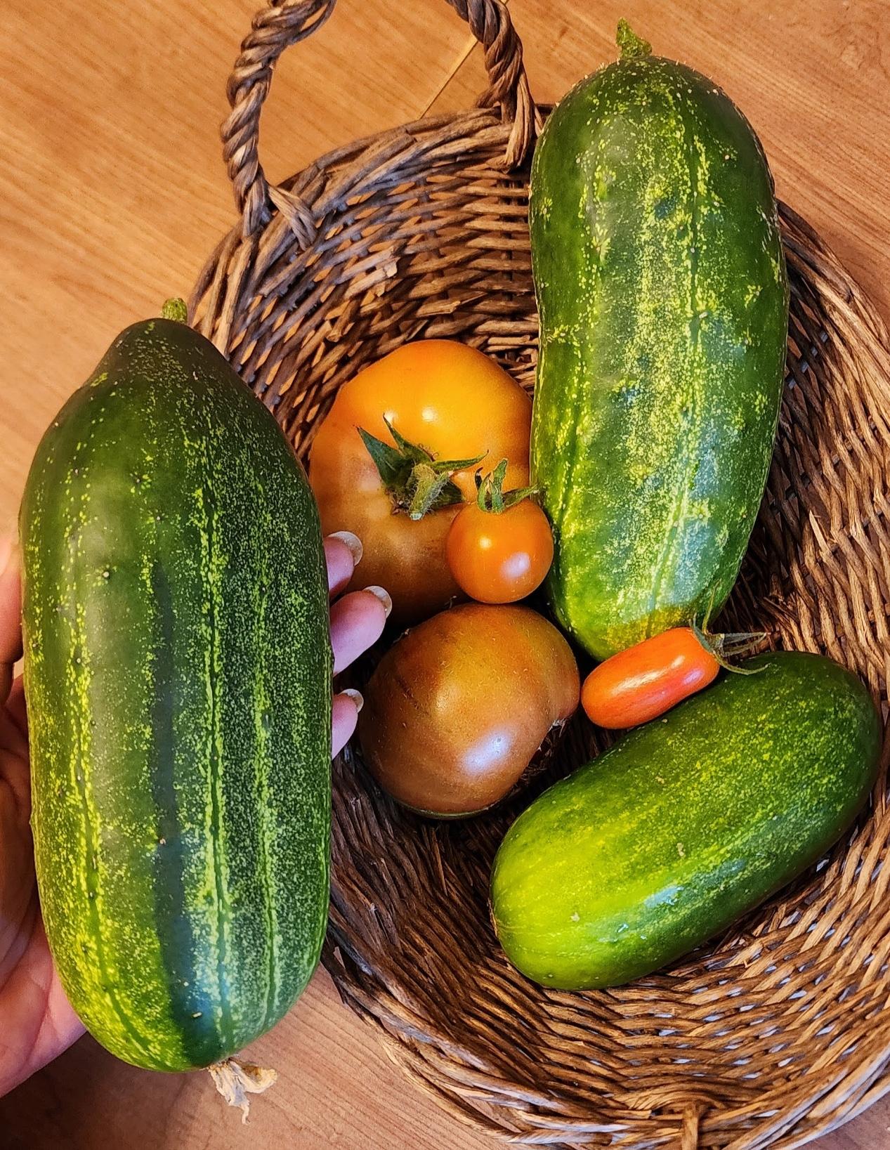 A woven basket with freshly harvested vegetables, including three large green cucumbers, one round orange tomato, one dark orange striped tomato, and one orange cherry tomato & one small oblong cherry tomato.