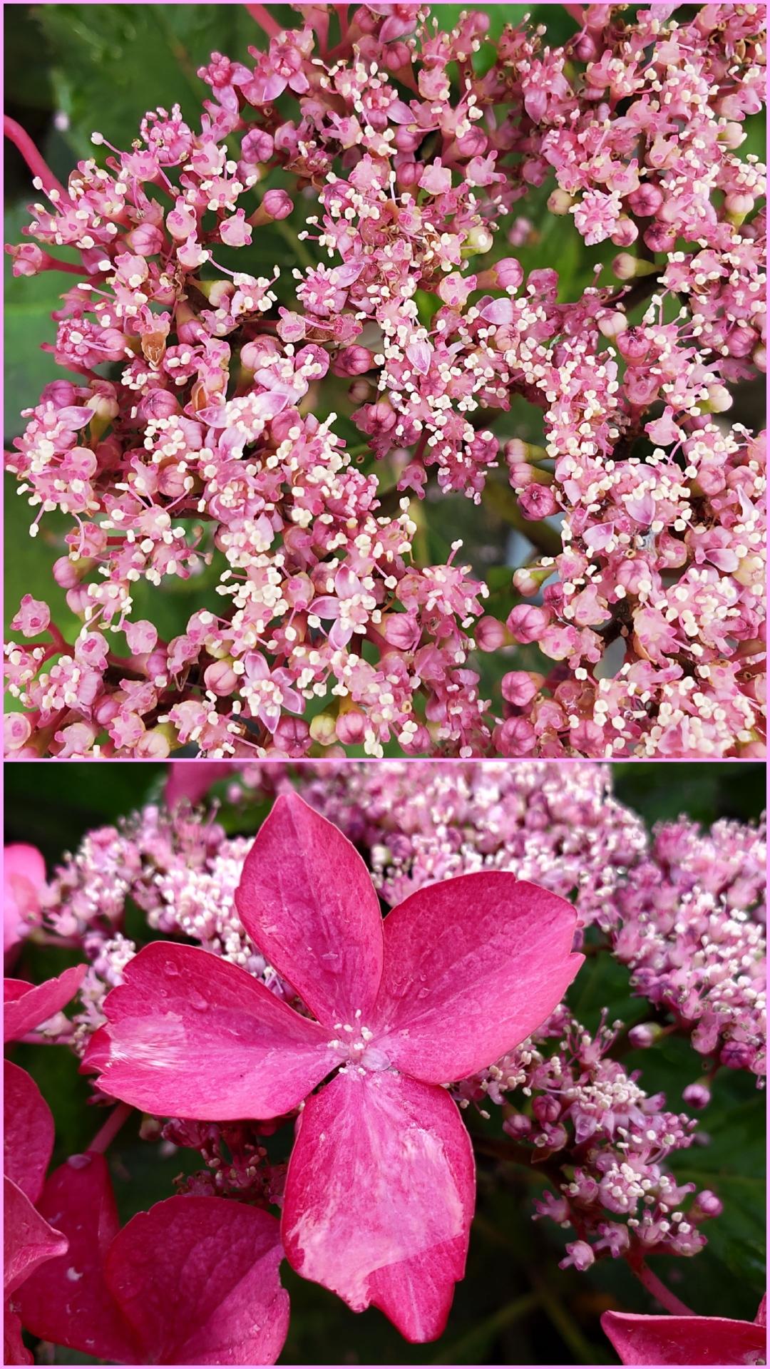 Close-up diptych of pink lacecap hydrangea flowers, showing a cluster of small blossoms in the top panel and a single, larger, deeply pink bloom with water droplets in the foreground of the bottom panel.