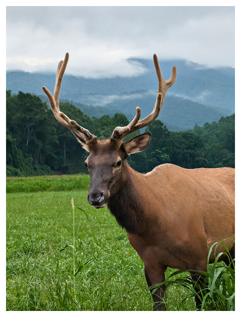 A large elk with velvet-covered antlers stands in tall green grass. Trees and misty, blue mountains stretch across the background under a cloudy sky. The elk looks toward the camera, and its body is partially out of the frame on the right.