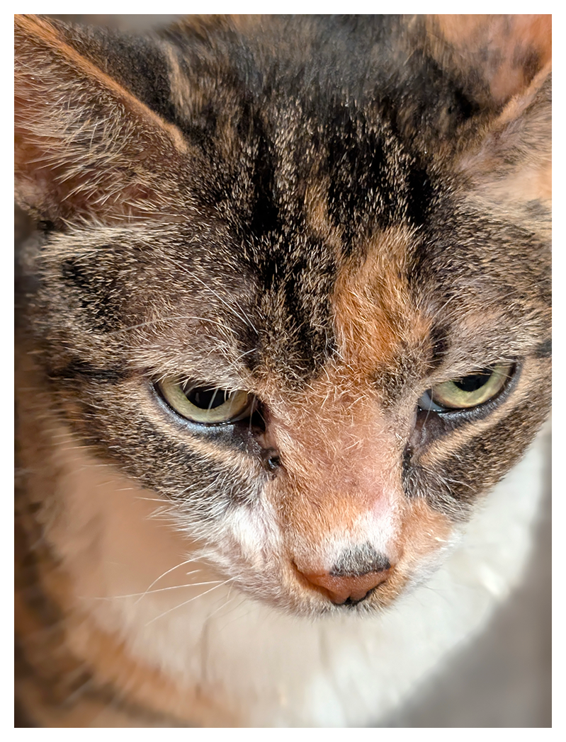 Close-up photo of a cat’s face, showing green eyes, brown, orange, and white fur. The cat looks downward with a relaxed, slightly somber expression.