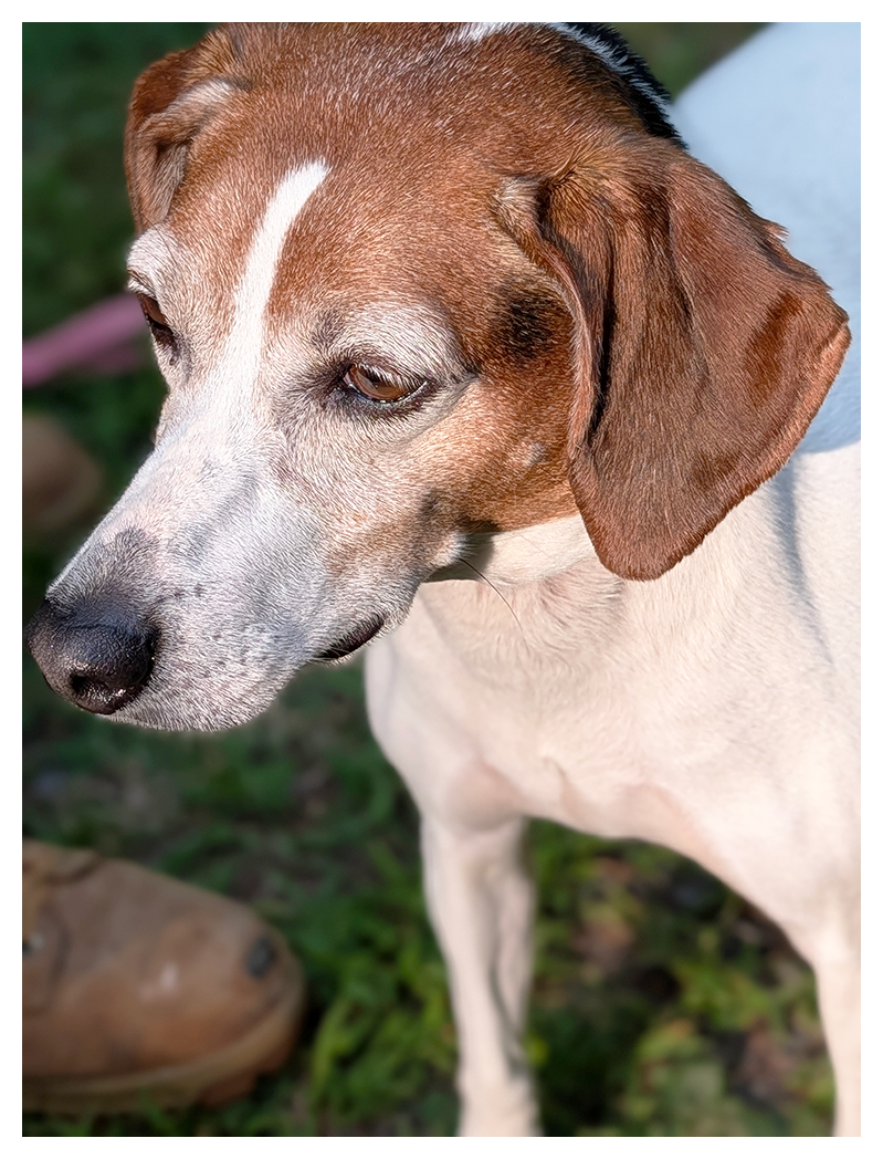 high-angle close up of a beagle-looking dog with white and brown markings, floppy ears and short fur. they are looking directly ahead. a boot is seen in the background.