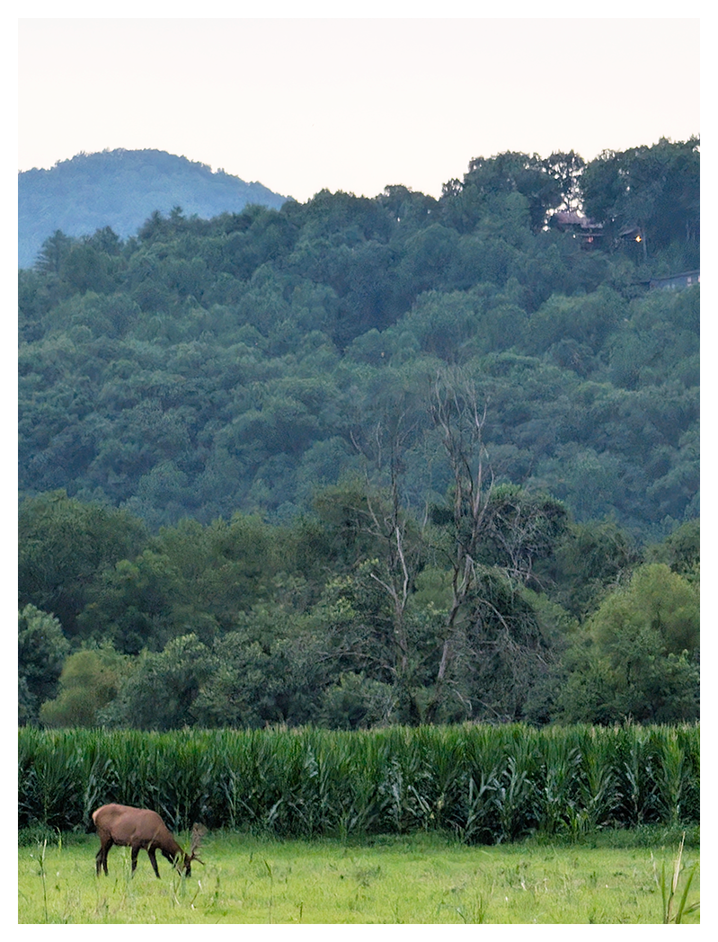 A elk with antlers grazes in a green field with tall corn crops behind it. dense forest fills the middle ground, while misty, tree-covered hills rise in the background under a pale sky.