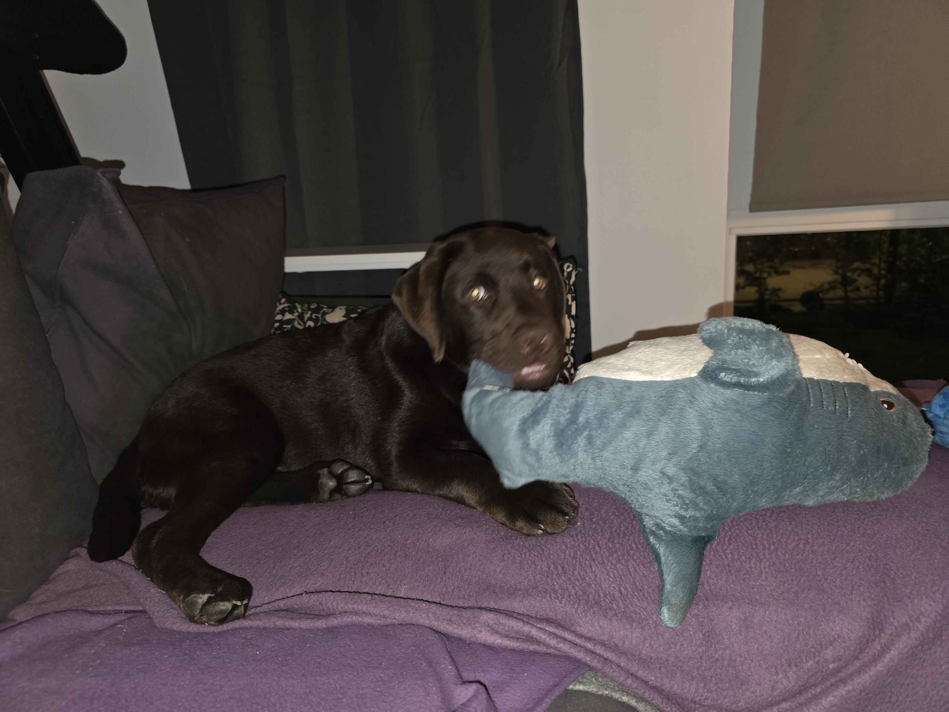 A cozy indoor shot of Koa, a young chocolate brown Labrador puppy, lounging comfortably on a couch covered in a soft purple blanket. Koa is lying down with his dark paws tucked beneath him, looking up at the camera with wide, golden-shining eyes and an adorable, goofy expression, his pink tongue poking out slightly as he nibbles playfully on the tail fin of his beloved plush IKEA Blåhaj shark toy. The blue plush shark is resting beside him on the couch cushion. Dark grey pillows sit propped up behind Koa against a white wall and a dark curtained window, creating a warm, snug atmosphere around the sweet pup and his soft marine friend.