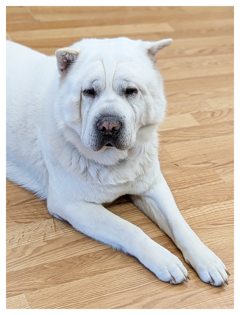A large, white dog with a wrinkled face, small ears, and a broad nose lies on a light brown wooden floor, with its front legs extended forward and its body facing the camera.