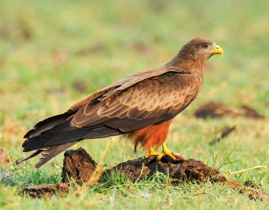 A Yellow-billed Kite, standing on a mound of poo, I think, from a much larger animal! I suppose it could be dirt, too! Another distinguished example of one of my favorite animals! These kites are opportunistic, medium-sized birds of prey and measure between 19.7 and 23.6 inches long, with a wingspan of 4.27 to 5.9 feet. They tend to weigh between 1 and 2.2 pounds. Our handsome model has all of the characteristics: its head and neck are pale grey-brown or light brown. The most distinct feature is its bright, hooked yellow bill (beak) and cere (a waxy strip of skin located at the base of the upper beak that houses the nostrils) and why the species got their name. It has basically uniform pale-brown feathers all over; the wings go from brown to almost black. I love its ‘pantaloons’ that are rufous-brown and above its perfectly yellow legs and white tipped feet with very sharp talons. Its eyes are dark brown and framed by a white or pale orbital ring.

Yellow-billed Kites are monogamous during the breeding season.