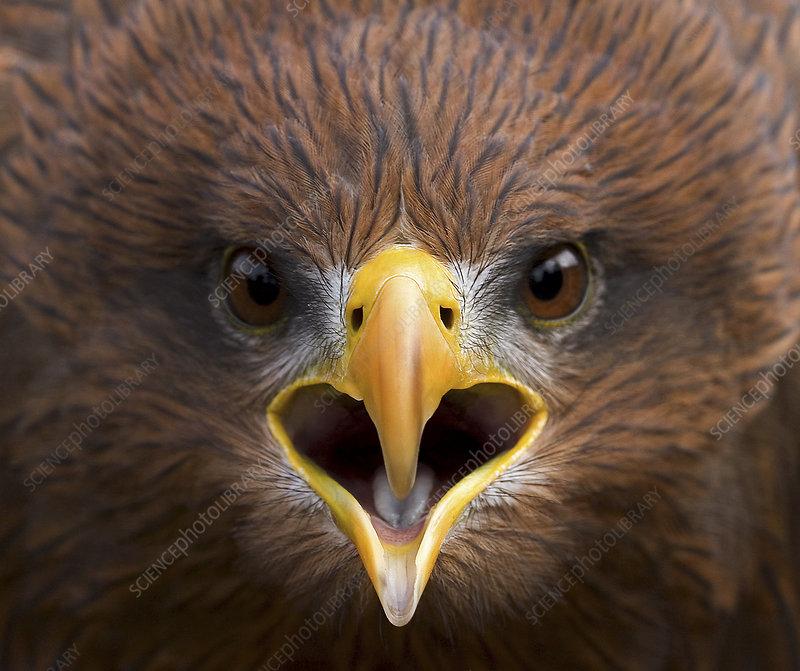 No need for this photo, but it’s wicked cool and I wanted you to see it.
A dramatic close-up of a Yellow-billed Kite’s face, in open-screech. The detail is magnificent ~ you can clearly see the white-ish rings around the eyes.