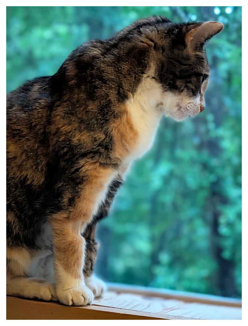 a calico cat with white markings sits on a windowsill, looking down to the right. the background shows a blurry green scene of trees outside the window.