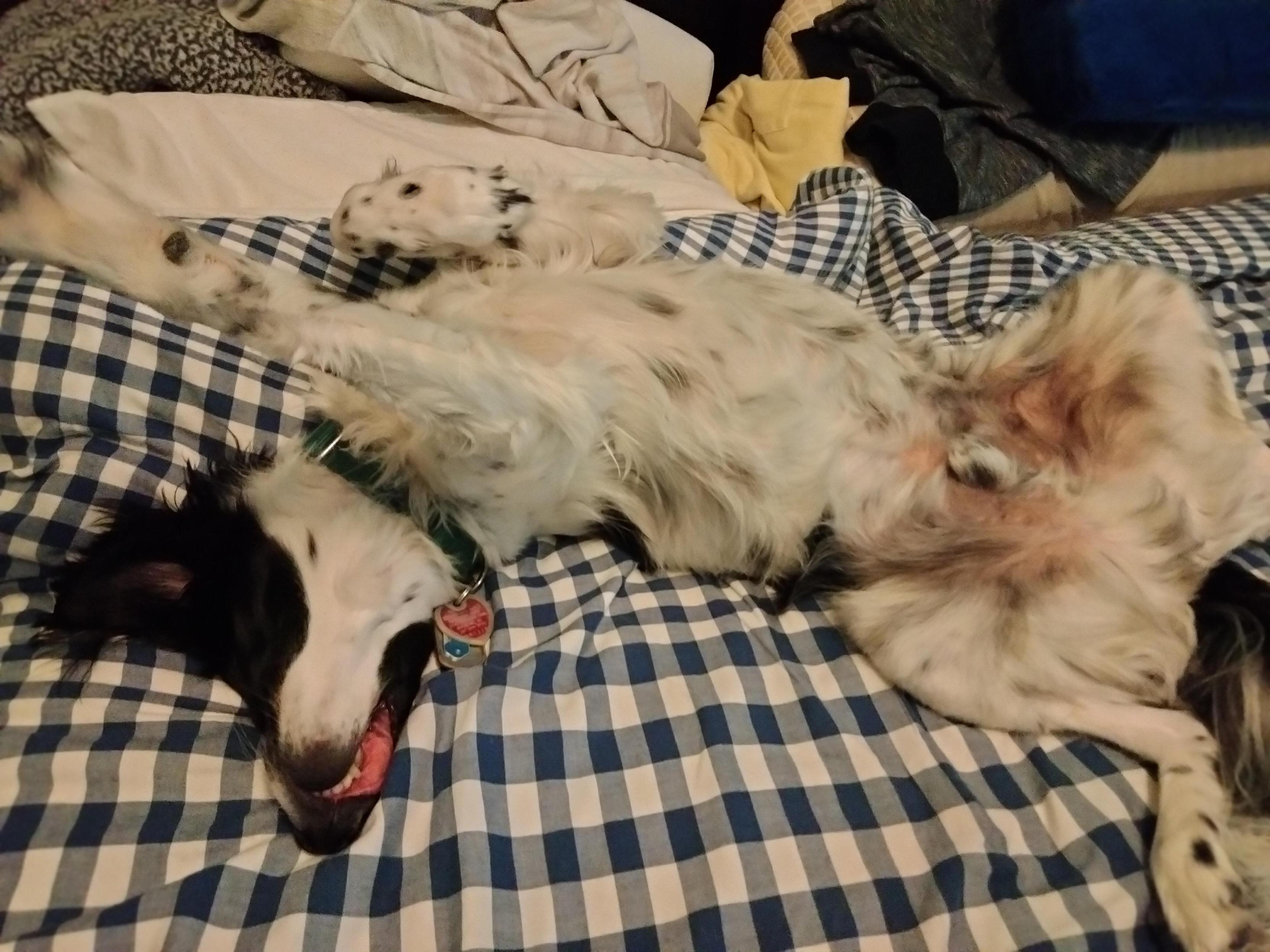 Black and white dog lying on his back on the bed with his tongue out