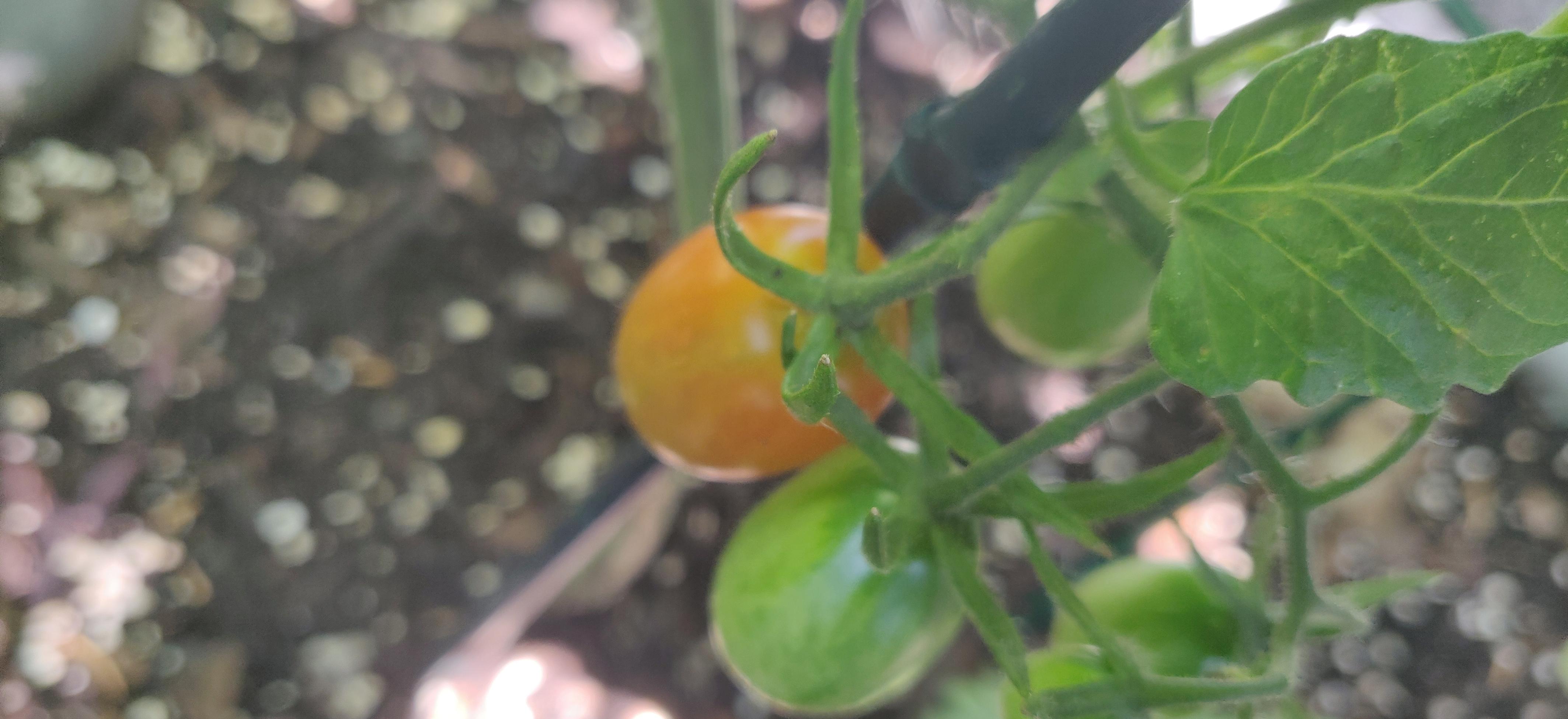 A grape tomato turning yellow-red next to two green ones on the vine.