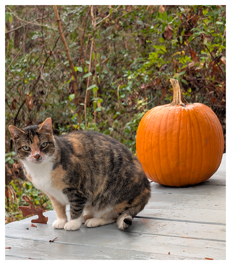 a calico cat sits on a wooden deck next to an orange pumpkin. the deck is surrounded by green, leafy plants and branches. the cat looks at the camera with a curious expression.