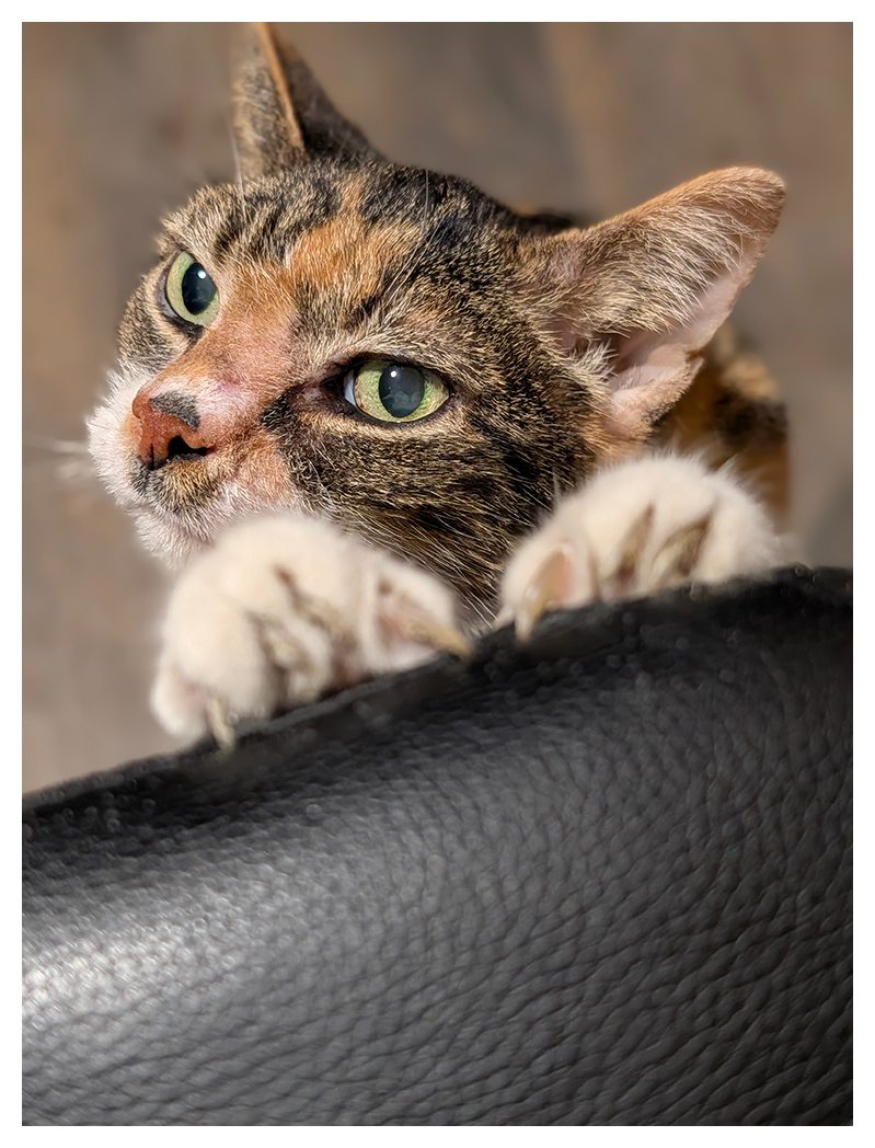 calico cat reaches with paws gripping the arm of a black desk chair. they're looking up and left. the background is blurred wood tile.