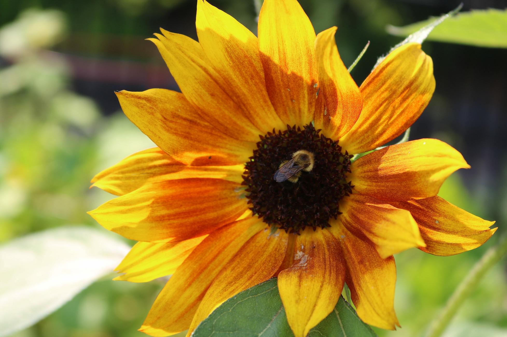 Photograph of a yellow-orange sunflower with a dark brown center, with a yellow and black bumblebee foraging in the center, its wings folded over its back.

Photographie d'une fleur de tournesol jaune orangé au centre brun foncé, avec un bourdon jaune et noir en train de butiner le centre, les ailes repliées sur le dos.
