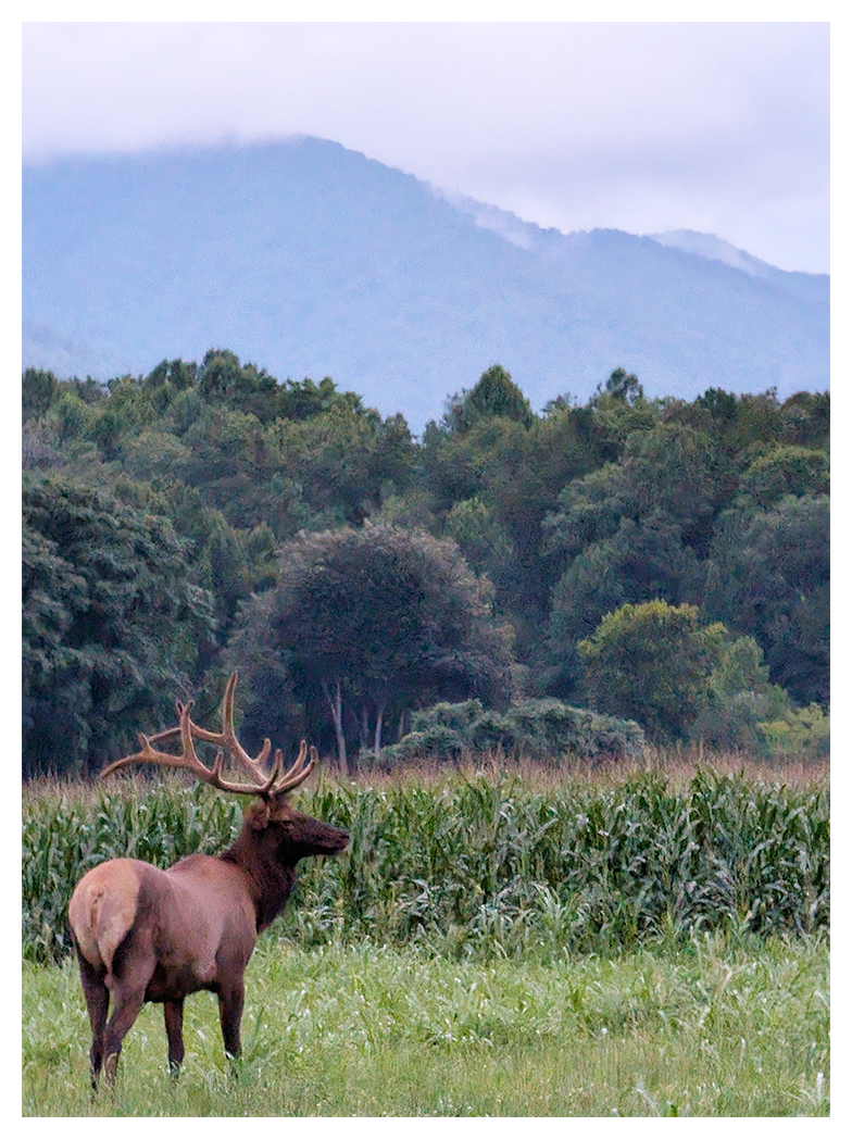 A large elk with antlers stands in a grassy field, facing right. Behind it are a corn field, tall green trees and dense foliage. Misty, blue-toned mountains rise in the background under a cloudy sky.