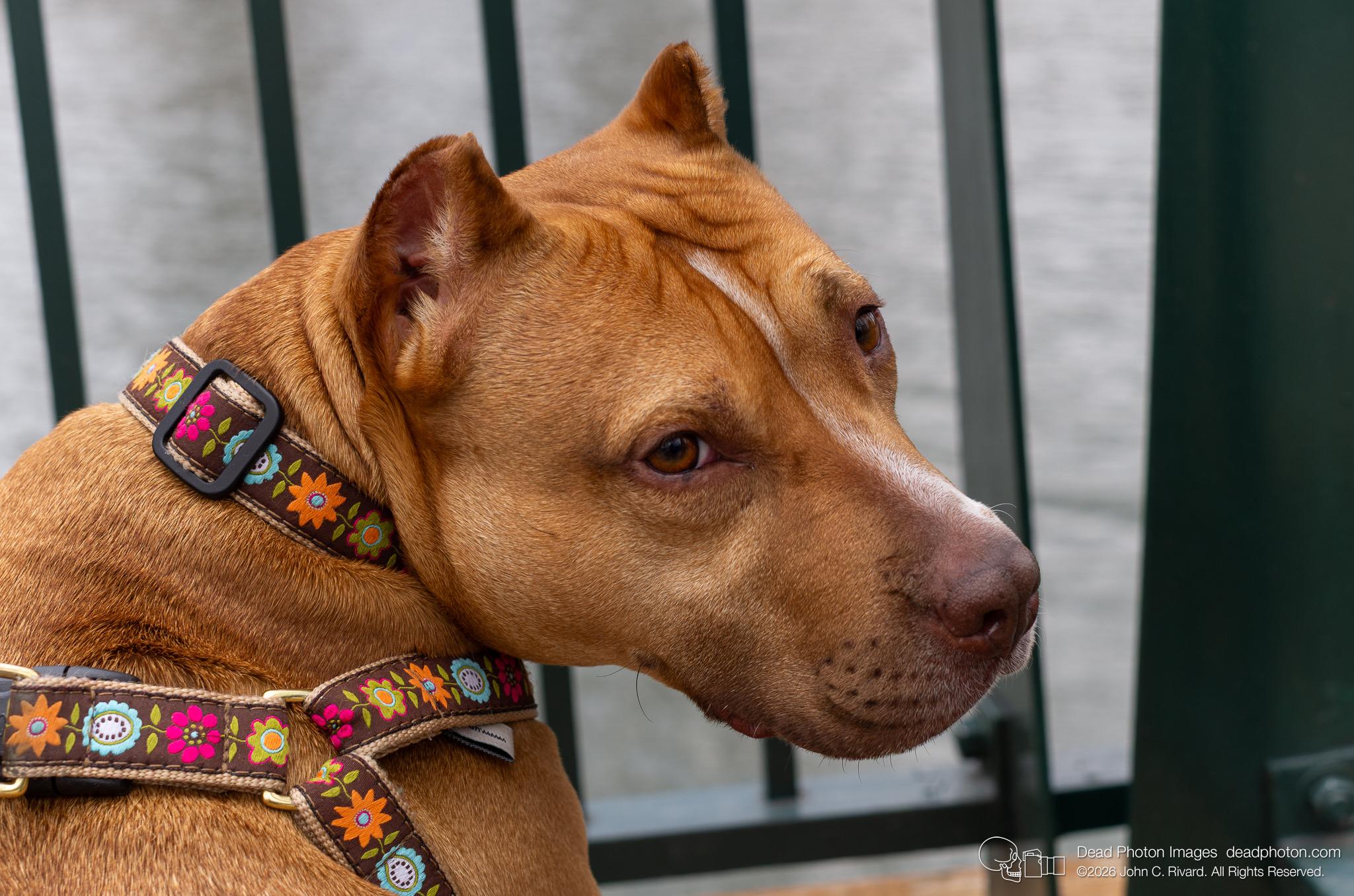 A tan pit bull with cropped ears looks back over its shoulder. It wears a brown harness and collar featuring a colorful floral pattern. The dog is positioned in front of a blurred metal railing and water.