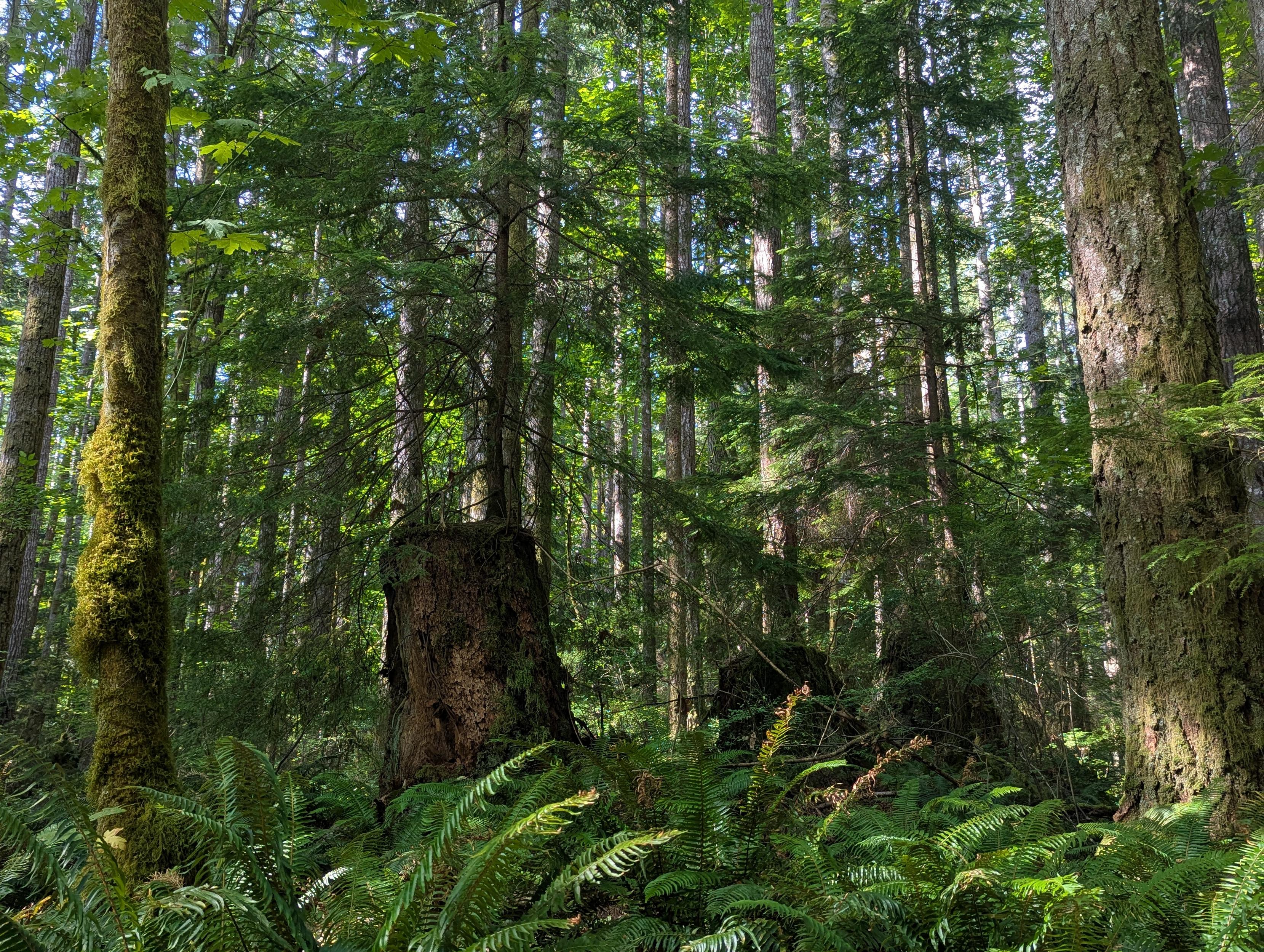 3 massive, ancient, decaying tree stumps in a forest of much smaller (but still massive) trees. The perspective is deceptive.
