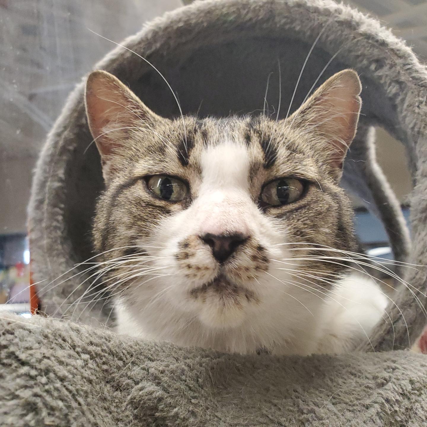 Close-up of a tabby and white cat peeking out from a grey, fuzzy cat condo in a farm store. The cashier/till is behind the cat.