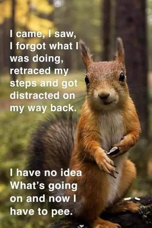 Picture a close up of a squirrel standing facing us with a sunlit wood in the background. 
The caption reads:

"I came, I saw, I forgot what I was doing, retraced my steps and got distracted on my way back.

I have no idea what's going on and now I have to pee."

Credit: DDG find.