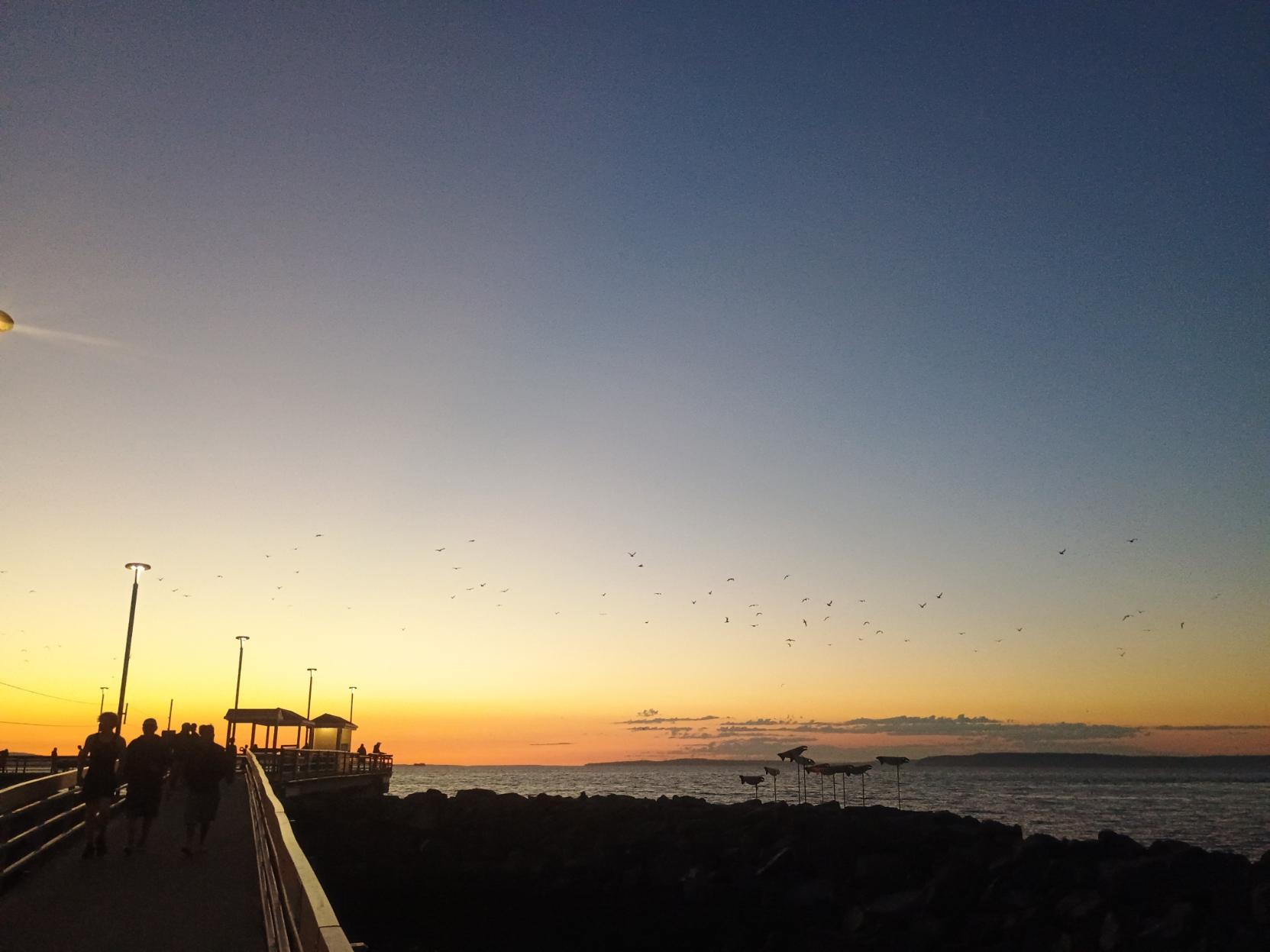 A flock of gulls backed by the setting sun on Puget sound.
