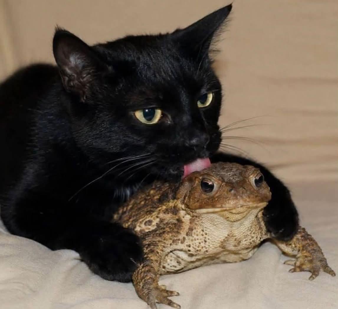 a photoshop of a cat licking a toad.