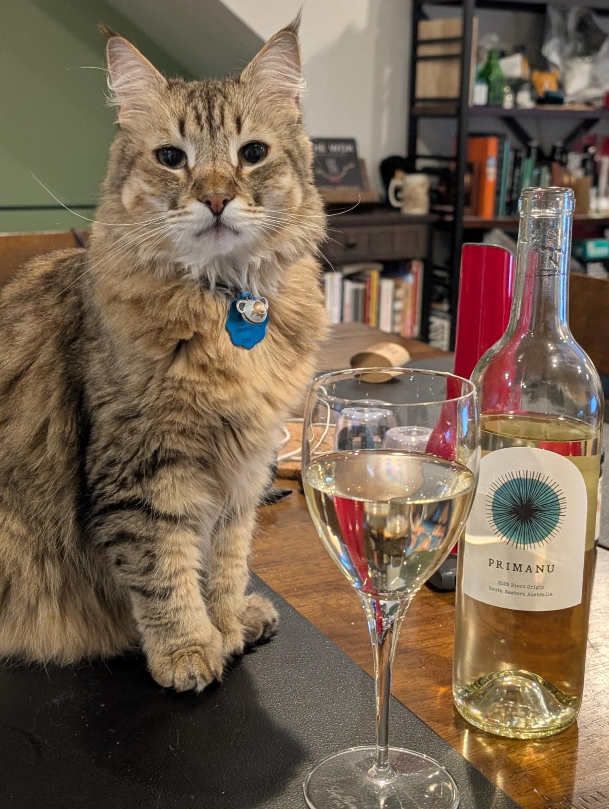 A medium hair brown tabby pixiebob cat sits next to a stemmed glass full of white wine.