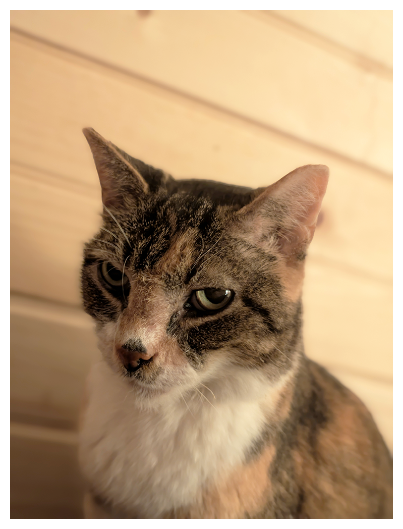 A close-up of a calico cat with white markings and green eyes. the background is a wood-paneled wall.