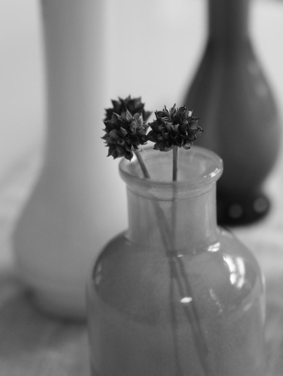 Close-up black and white photograph of three small dried flowers in a translucent vase reflecting daylight through nearby windows, with a dark vase and a blurred white vase in the background.

Photographie noir et blanc en gros plan de trois petites fleurs séchées dans un vase translucide et reflétant la lumière du jour à travers des fenêtres tout près, avec un vase foncé et un vase blanc flous à l'arrière.