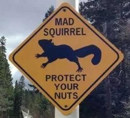 Picture a yellow, diamond shaped warning sign with a squirrel in silhouette in the centre.
The text on the sign reads:

“MAD SQUIRREL
PROTECT YOUR NUTS”