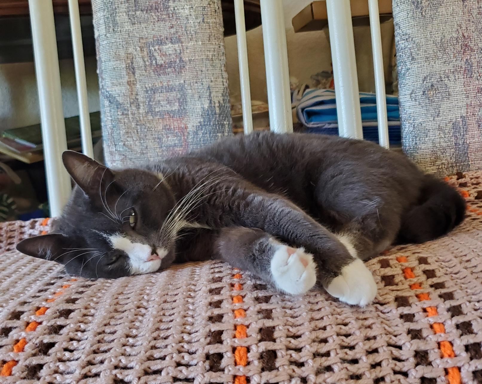 A grey and white tuxedo cat with white markings on its face and paws rests on a crocheted blanket atop  cushioned chairs in our living room. His eyes are half open and he looks unimpressed.